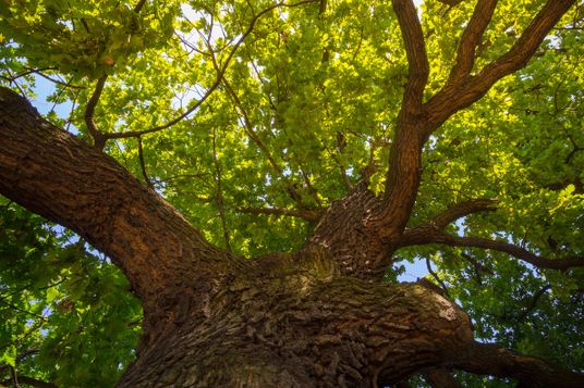 A természet védelmében: 5 éves programot indít a Lidl Magyarország és a WWF Magyarország