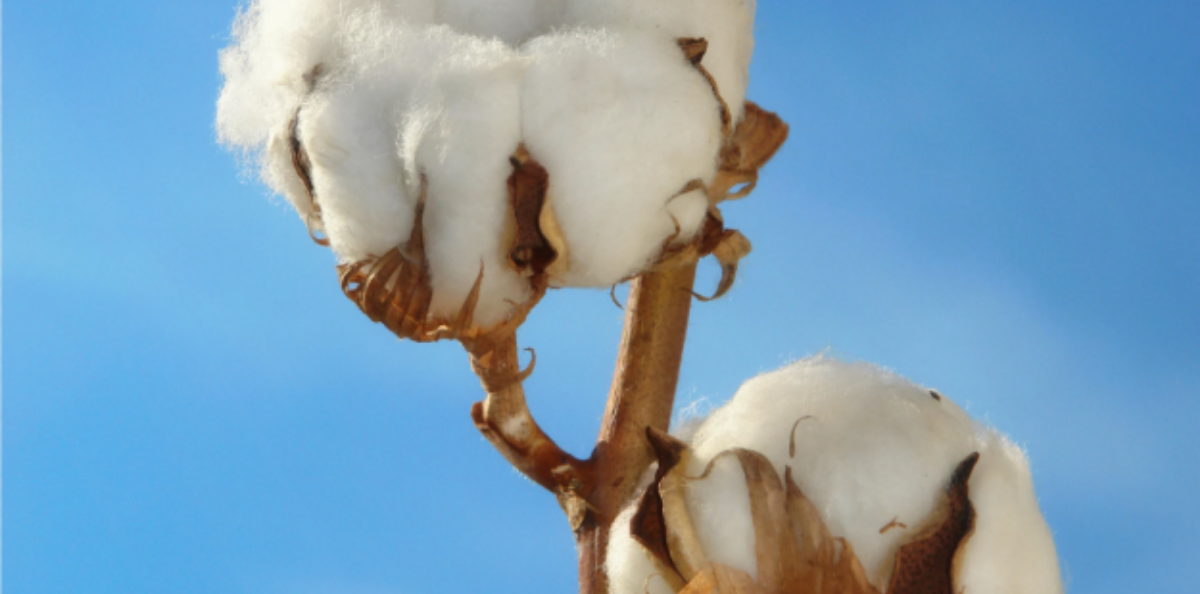 Cotton made in Africa hero image