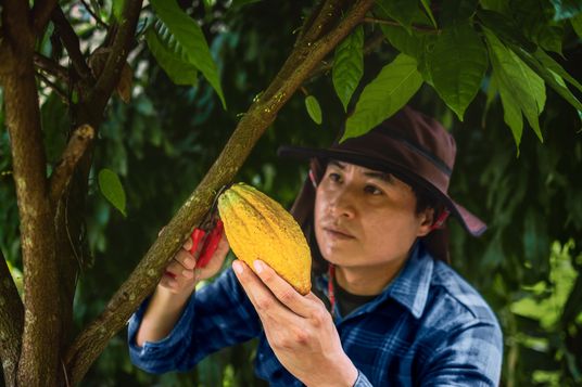 Ein Kleinbauer steht unter einem Baum und begutachtet eine gelbe Kakaofrucht.