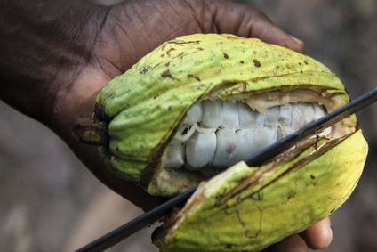 Nahaufnahme einer grünen, aufgebrochenen Kakaofrucht mit Blick ins Innere auf das weiße Fruchtfleisch.