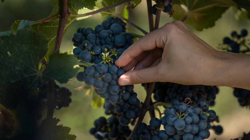 Qualität, Herkunft und Zugänglichkeit: Was den Kauf von deutschem Wein entscheidet