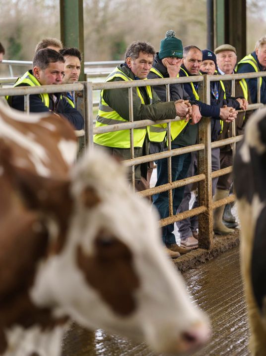 Eine Gruppe Landwirte in gelben Westen lehnt am Stallgatter und begutachten Rinder im offenen Stall.
