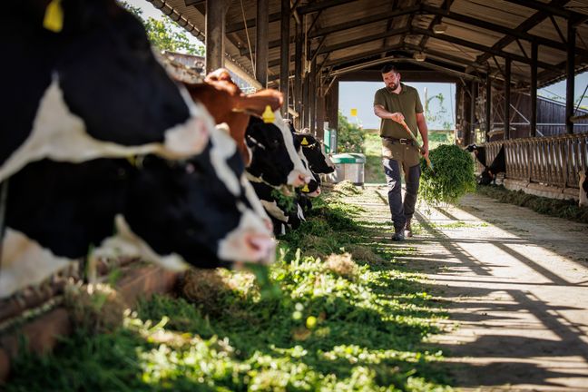 Landwirt geht mit einer Gabel voll Grünfutter durch einen offenen, sonnigen Stallgang, links fressen Schwarzweiße Rinder.