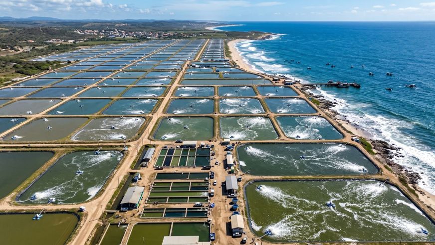 Shrimpfarm