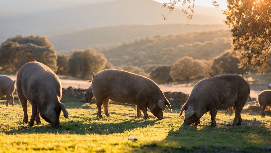 Jetzt geht es um die Wurst: Lidl in Deutschland stellt gekühlte Wurstwaren der Eigenmarke “Metzgerfrisch” auf mindestens Haltungsform 3 um