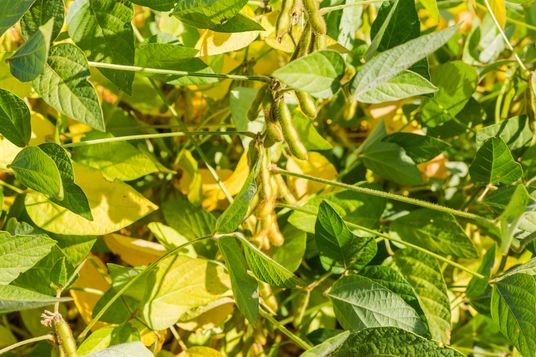 Nahaufnahme reifender Sojaschoten, die an an kräftigen grünen Pflanzen hängen.