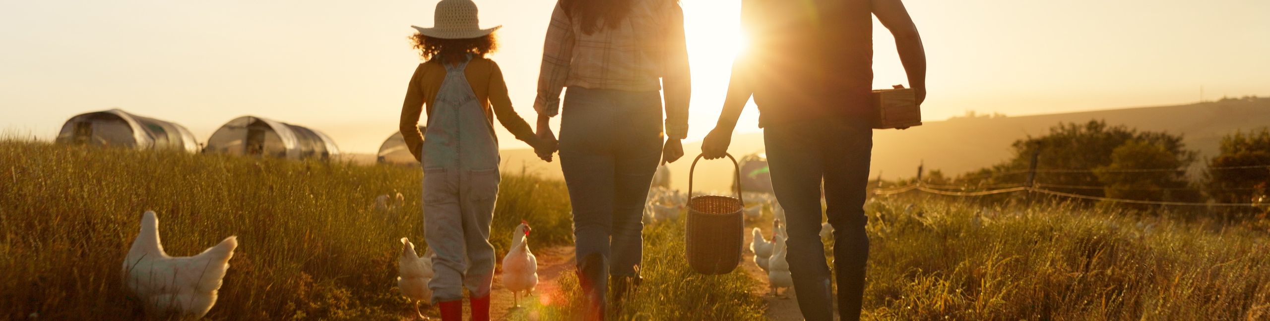 Mother, father or child bonding on chicken farm, poultry agriculture field or Brazilian sustainability environment. Smile, happy and farmer family with birds for meat, food or eggs industry at sunset Weniger anzeigen