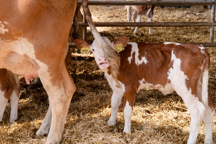 Animal welfare image 6