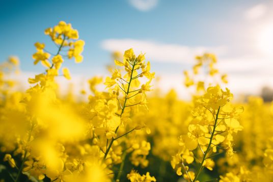 Close-up of a rapeseed field. Rapeseed oil advertisement