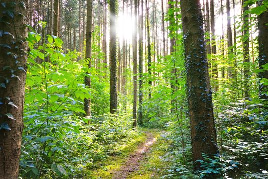 Wald