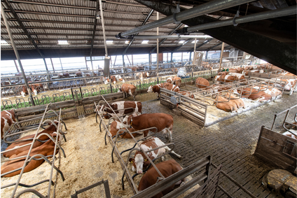 Animal welfare image 5