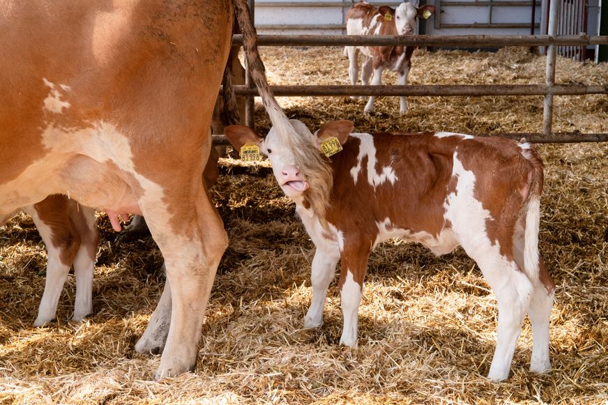 Ein fleckiges Kalb steht im Stroh neben dem Euter seiner Mutter, während im Hintergrund ein weiteres Kalb neugierig schaut.