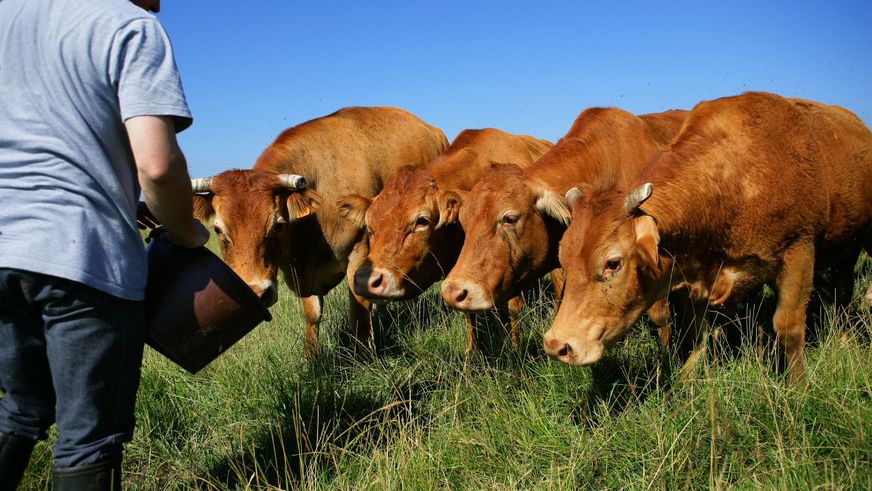 éleveur et vaches