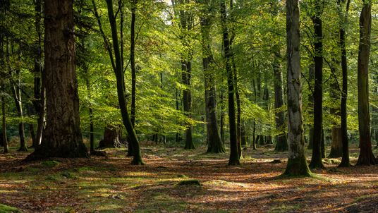 Sunlight filters between tall trees onto a forest floor covered with leaves and moss.